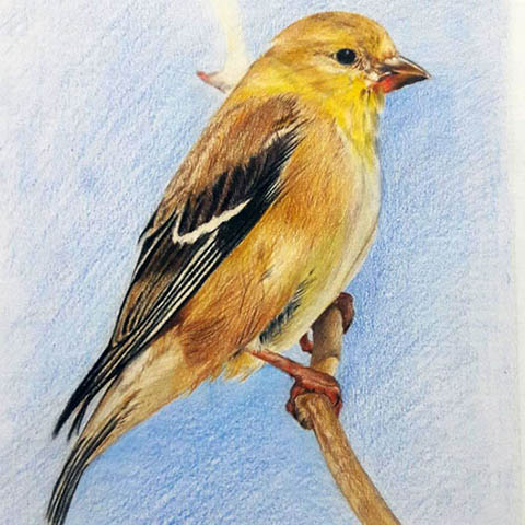 4 فوت کوزه گری در نقاشی مداد رنگی